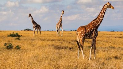Kenya: A Classic Safari — 8 days (Round‑trip Nairobi)