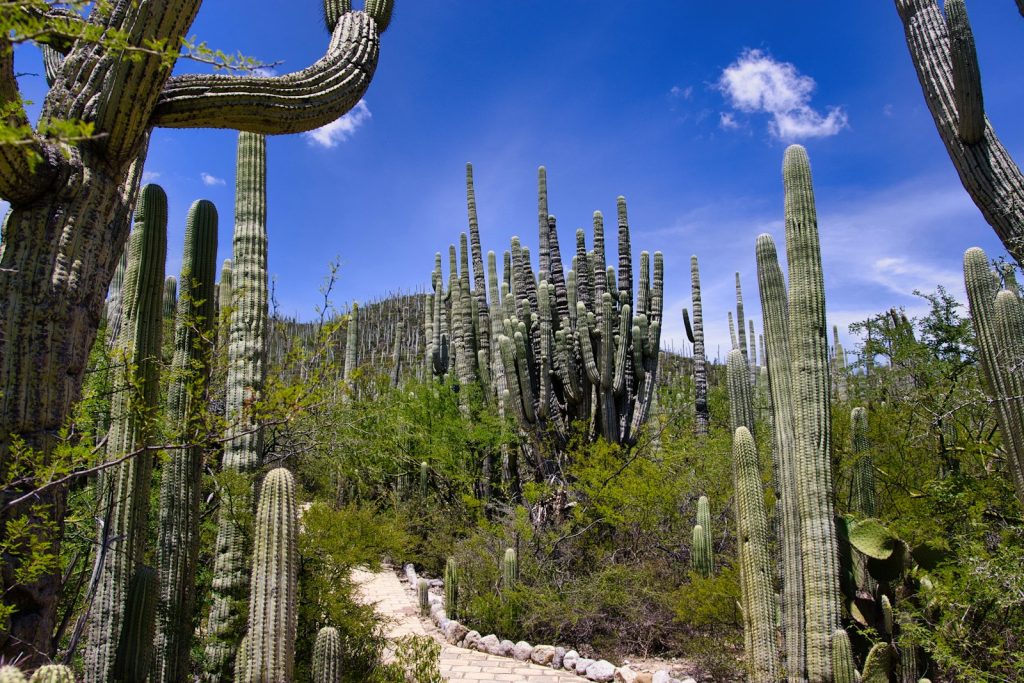 Discover the Beauty of Iberostar Resorts in Mexico