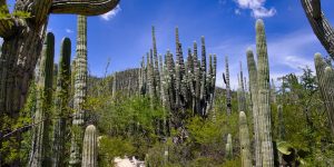 Discover the Beauty of Iberostar Resorts in Mexico